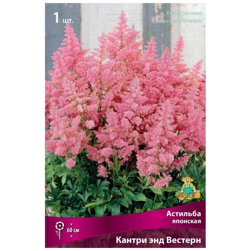 Астильба японская 