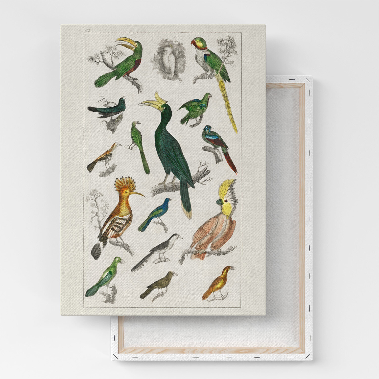 Картина на холсте, репродукция / Goldsmiths Animated Nature / Размер 40 x 53 см