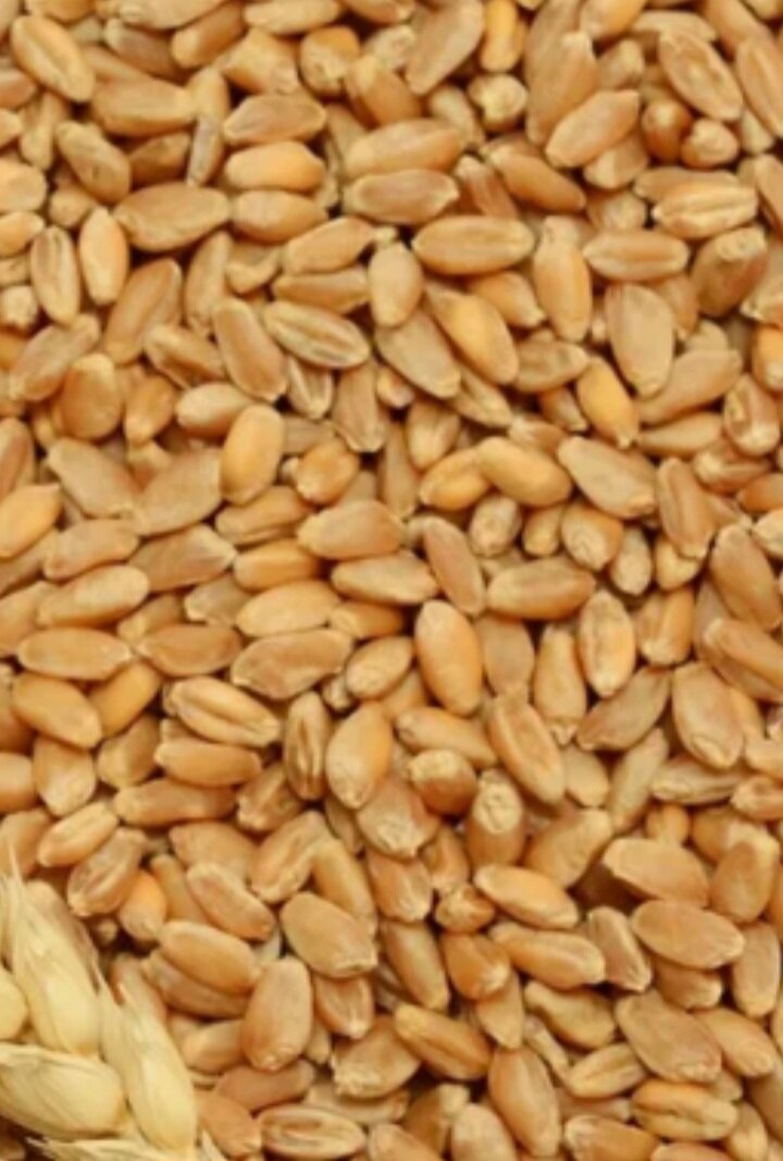 Зерно для кур