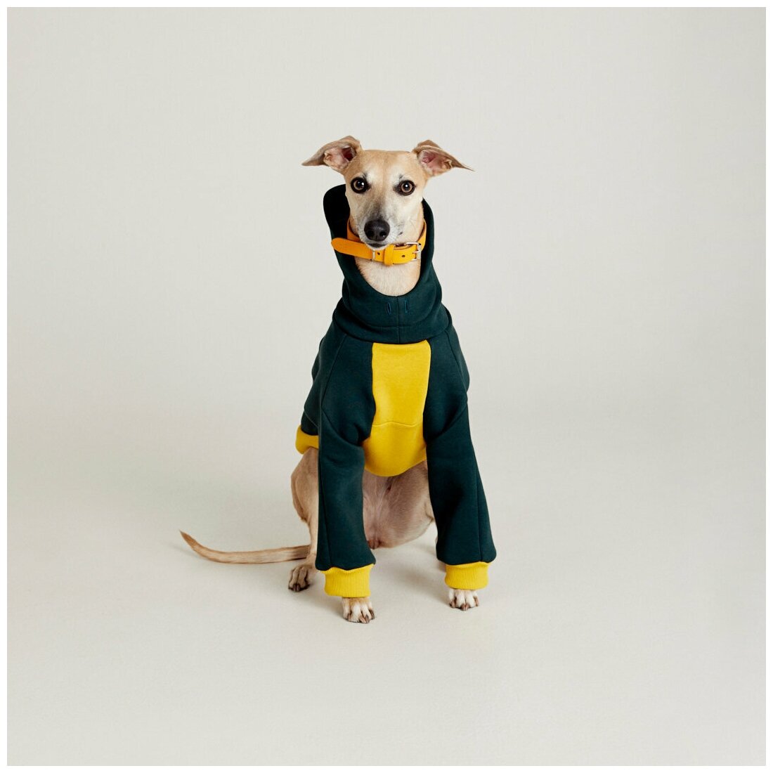 WOOFLER / Толстовка для Уиппета, худи из футера для борзых, зимняя одежда для собак мелких и средних пород, желто-зеленый М44 - фотография № 3