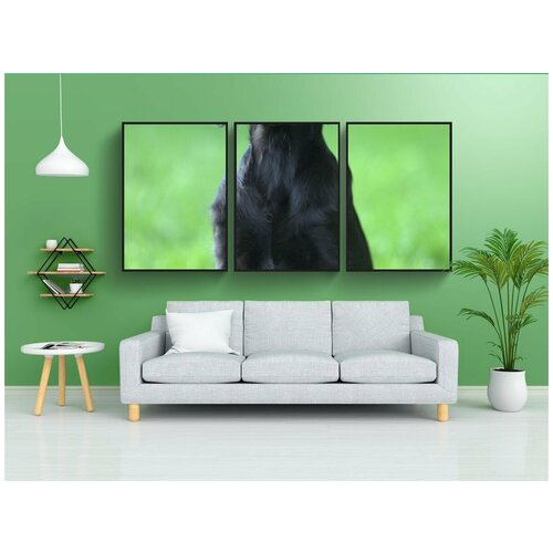 фото Набор модулных постеров для интерьера "прямошерстная ретривер, собака, животный мир" 60x90 см. в тубусе, без рамки lotsprints