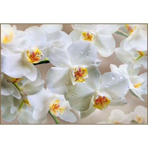 Фотообои Vostorg № 191 Белая орхидея 196х134см мебель для ванной misty орхидея 105 белая эмаль