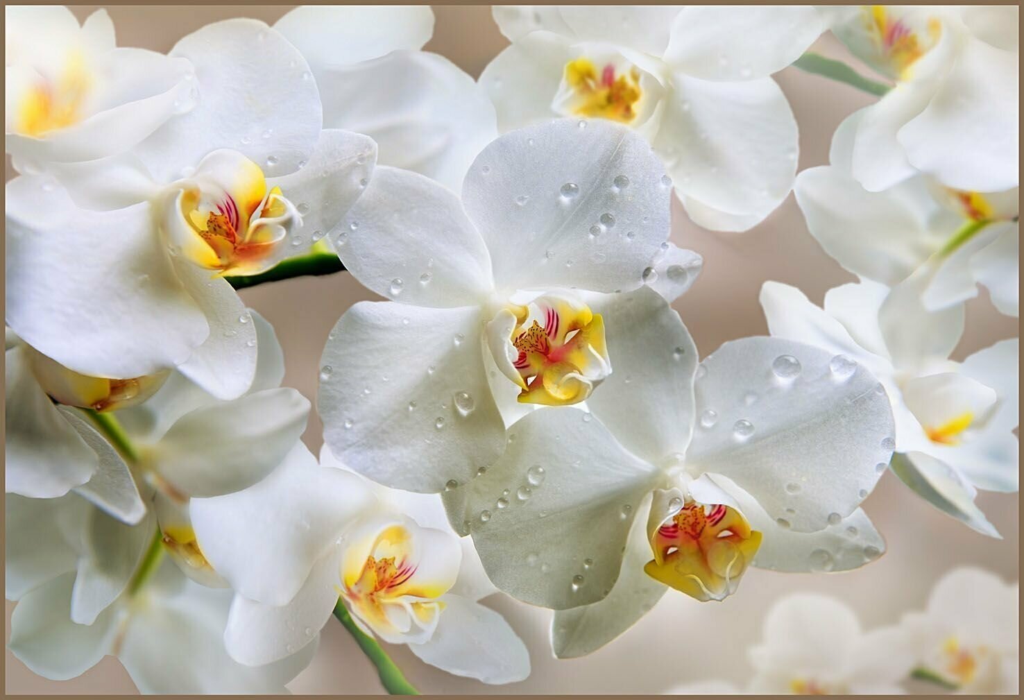 Фотообои Vostorg № 191 Белая орхидея 196х134см