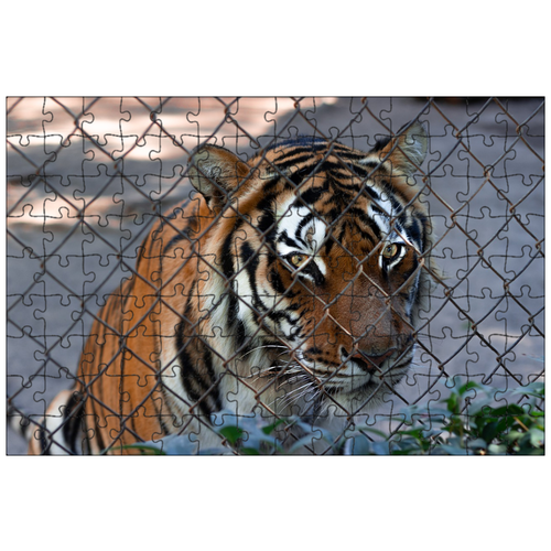 фото Магнитный пазл 27x18см."тигр, изгородь, сетка" на холодильник lotsprints