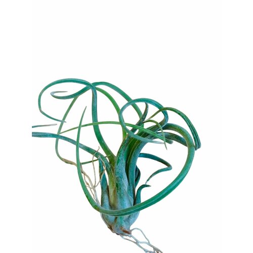 Тилландсия Медуза Интермедиа атмосферная h-9 см d-7 см 990₽