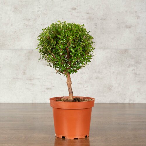 Мирт обыкновенный 30/12