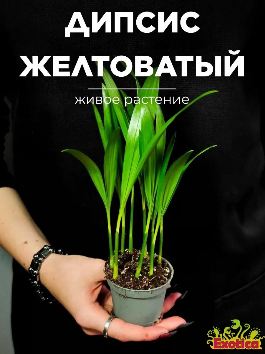 Пальма Дипсис Желтоватый (Dypsis Lutescens) D6см живое комнатное растение