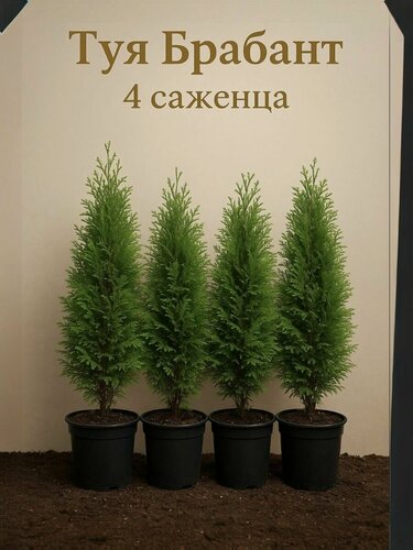 Изображение товара Саженец туи "Брабант", для живой изгороди, 35 см, в контейнере