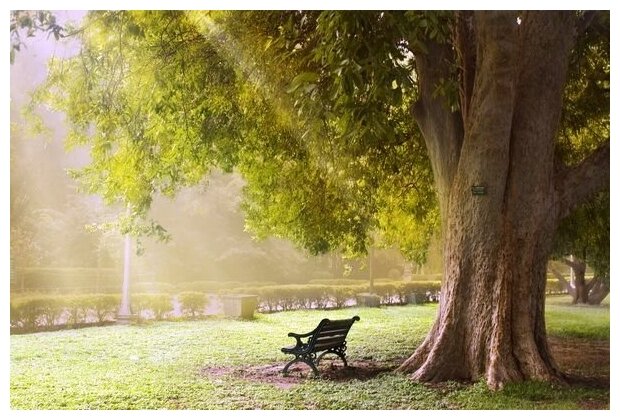 Постер Скамейка под деревом (Bench under a tree) 45см. x 30см.