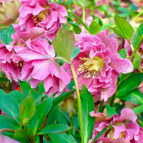 Морозник восточный Дабл Элен Пинк (Helleborus orientalis Double Ellen Pink), саженцы