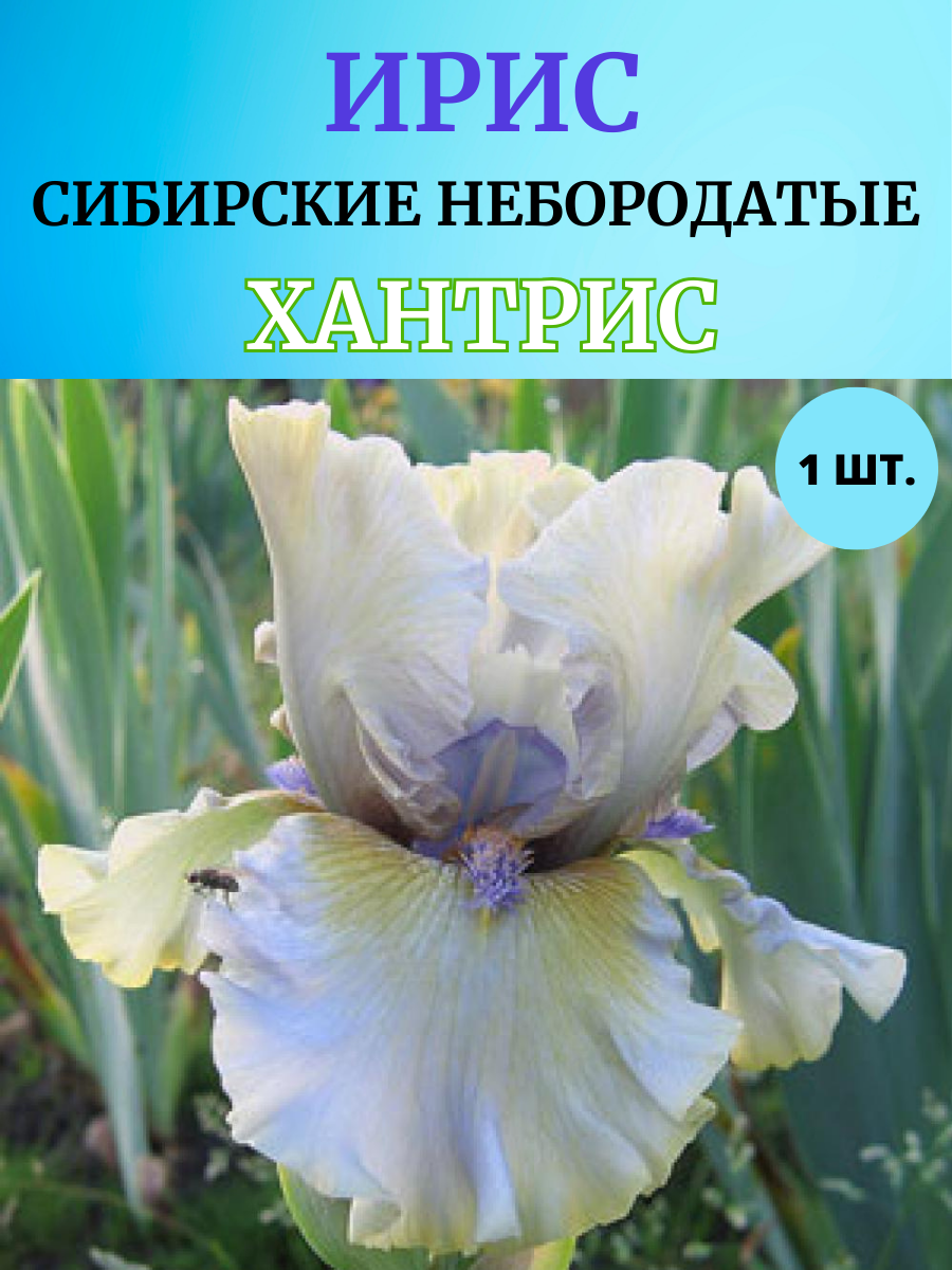 Ирис корневой Хантрис, многолетние цветы