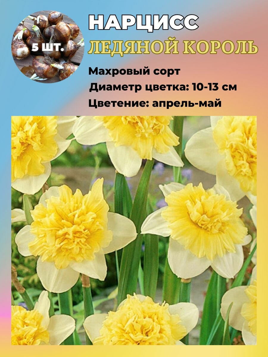 Нарцисс махровый луковицы 5 штук