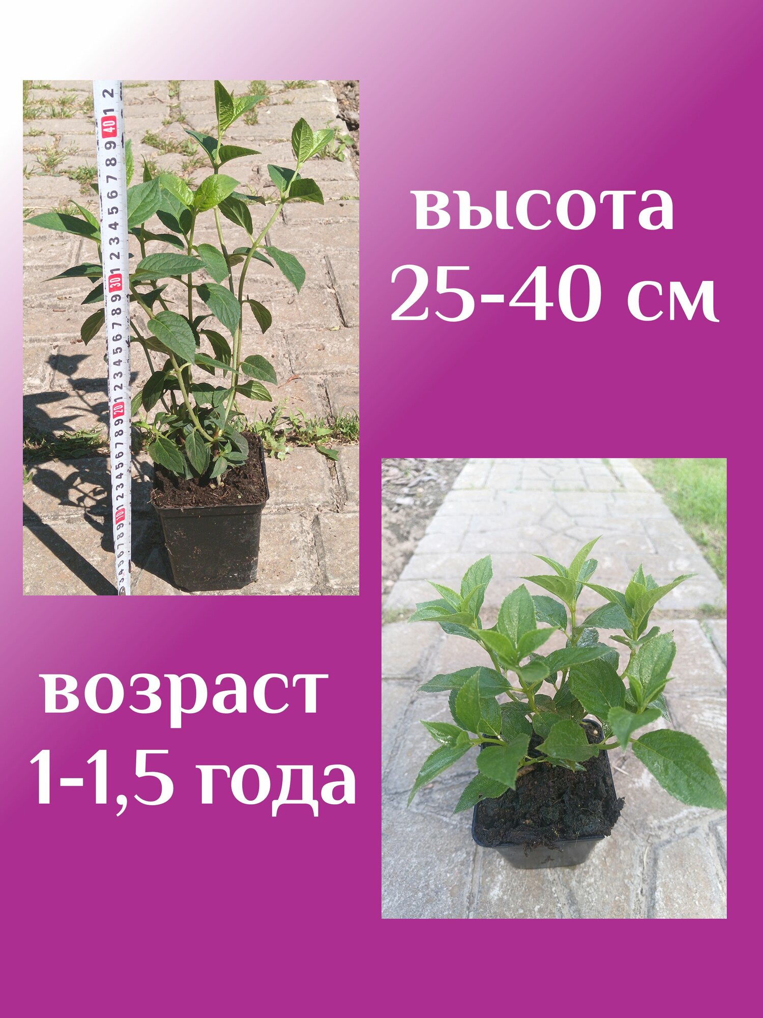 Изображение Фрайз Мельба гортензия саженец
