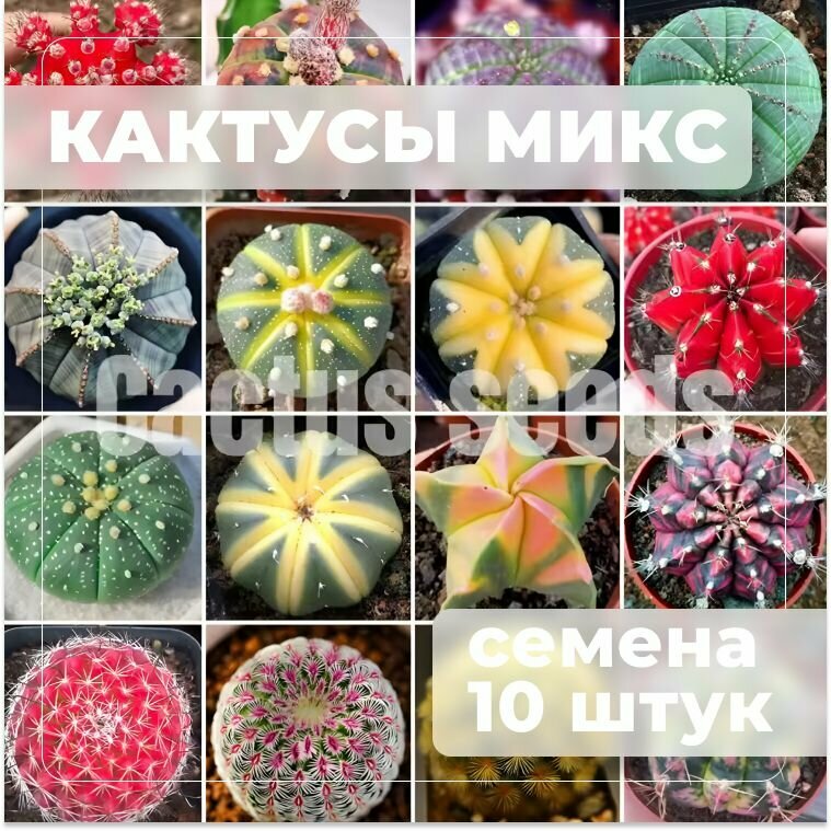 КАКТУСЫ Микс для создания уюта в доме и саду семена 10 штук