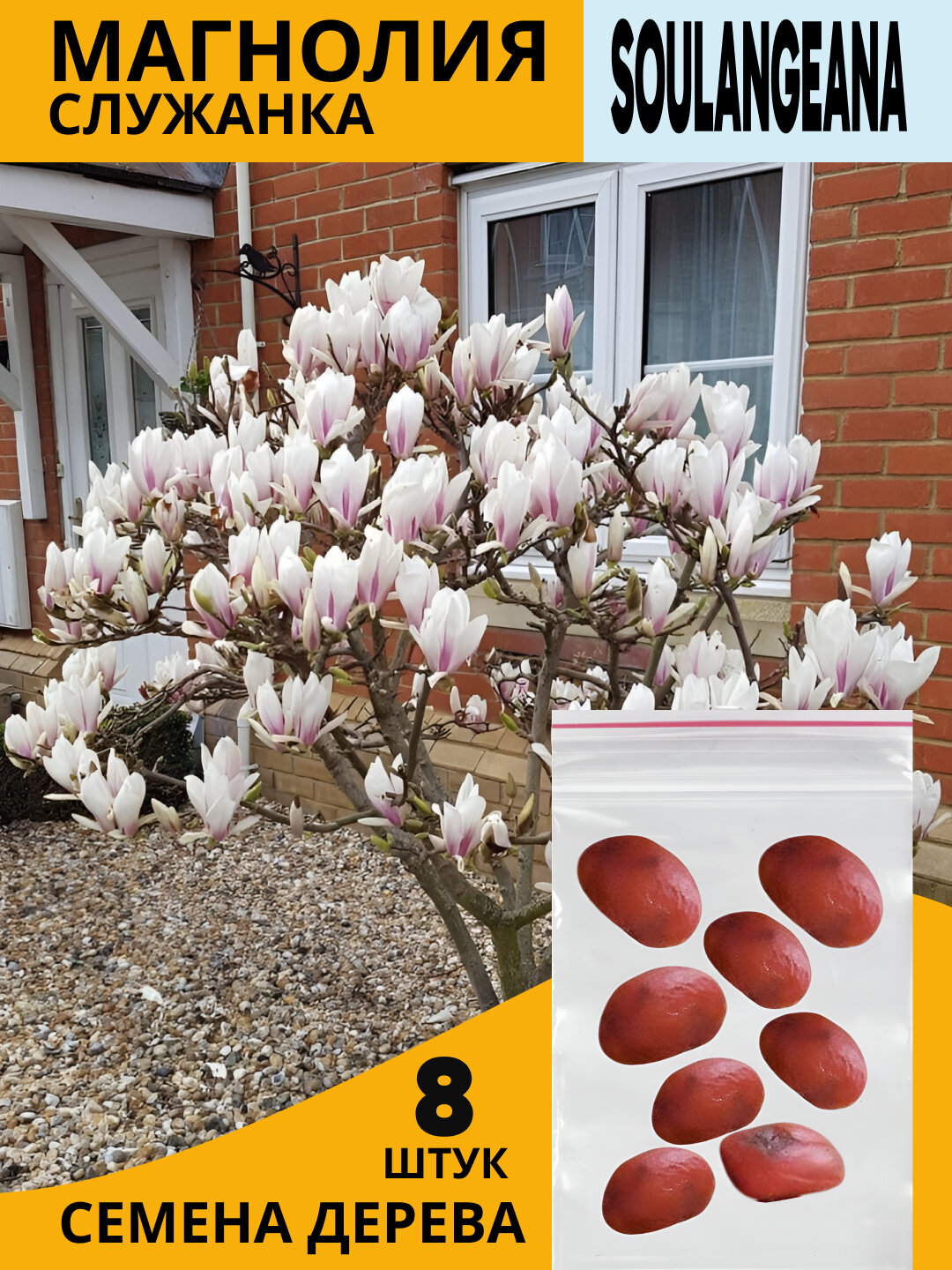 Магнолия Суланжа – листопадное дерево с гладкой корой, Магнолия гибридная
