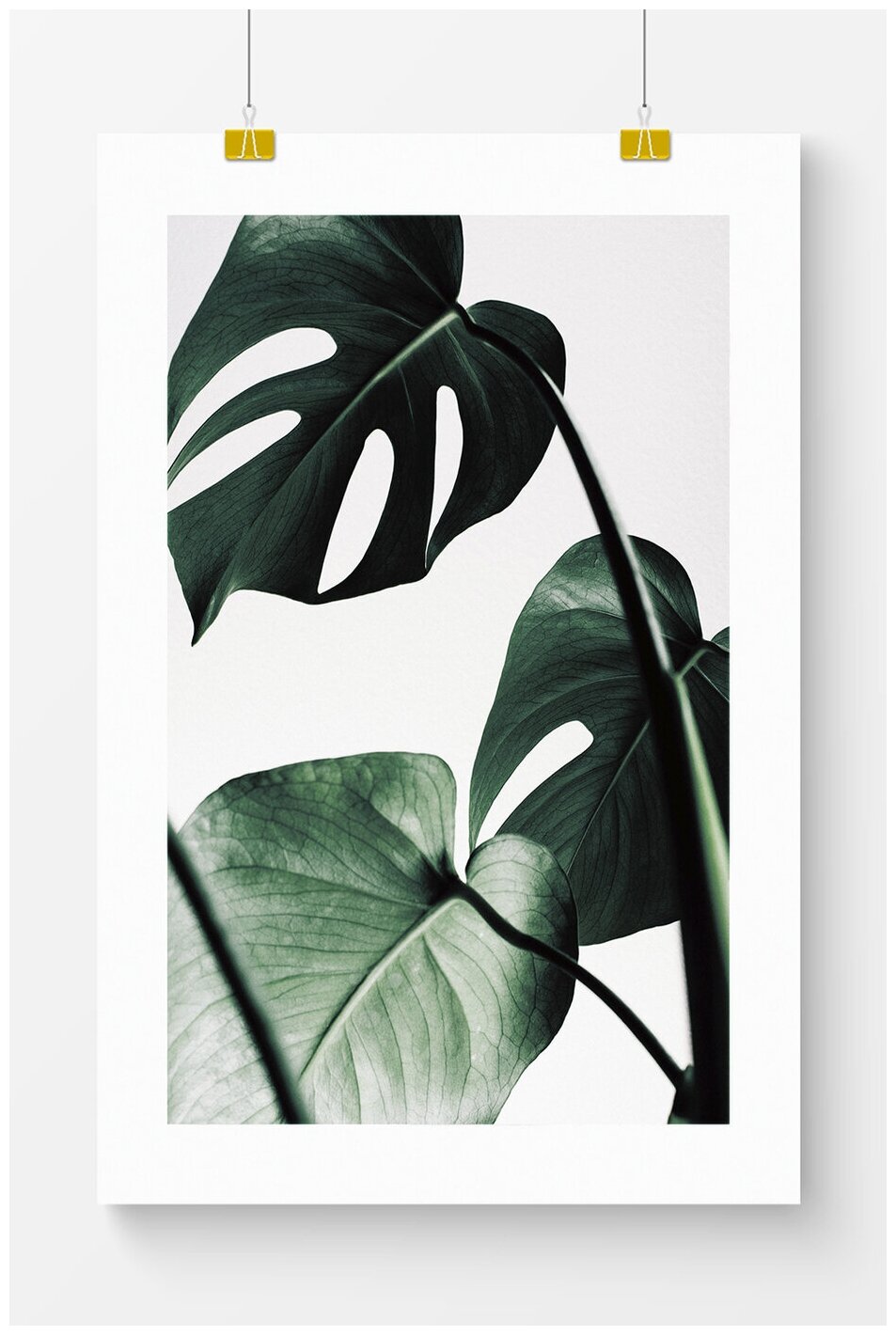 Постер для интерьера Postermarkt Зеленые листья монстеры, 40х50 см, в тубусе
