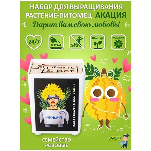 Набор для выращивания растений Blabar Акация 7,5х6,5х6,5 см