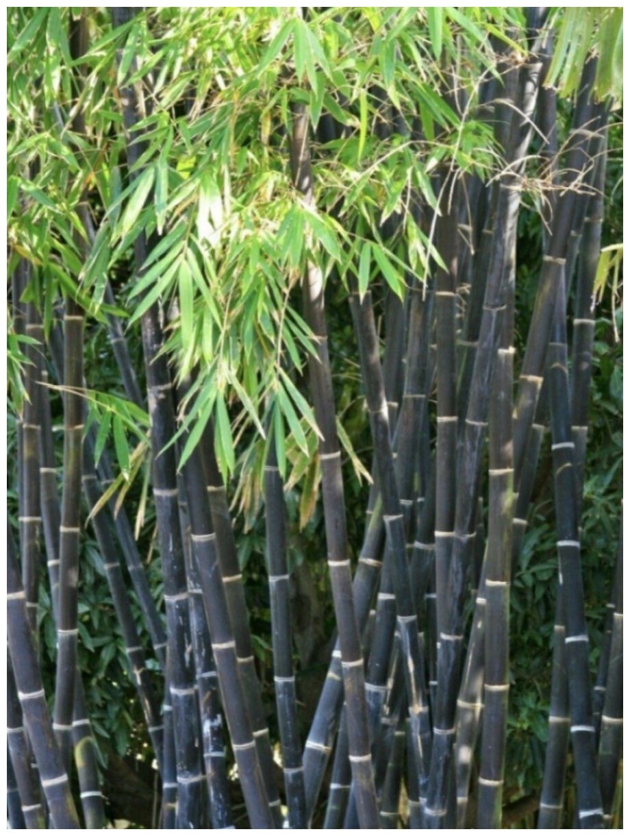 Семена Бамбук чёрный (Phyllostachys Nigra) 20 штук