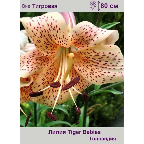 Лилия тигровая Тайгер Бейбис (Tiger Babies) луковицы 2 шт 12/14 babies h 1 tiger