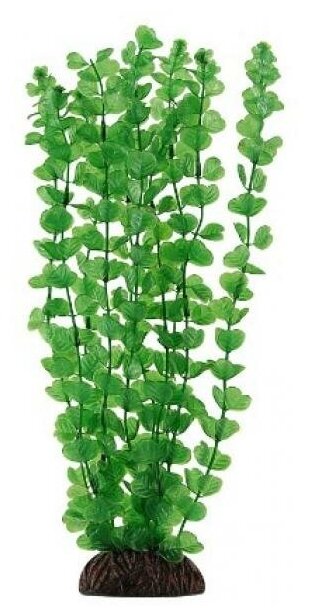 Растение LAGUNA "Бакопа" зеленая, 300мм - фотография № 3