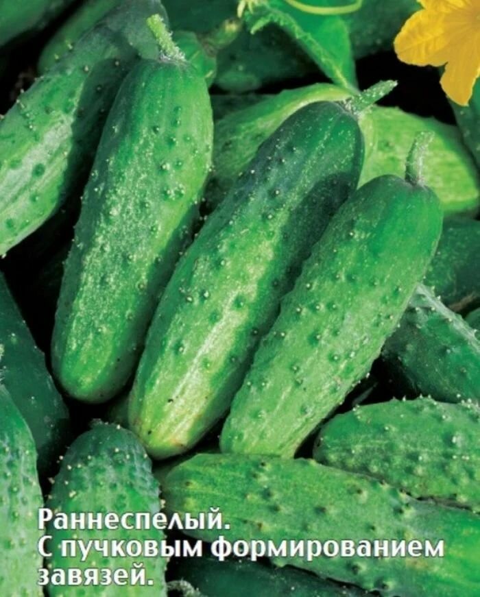 Коллекционные семена огурца F1 Дачник