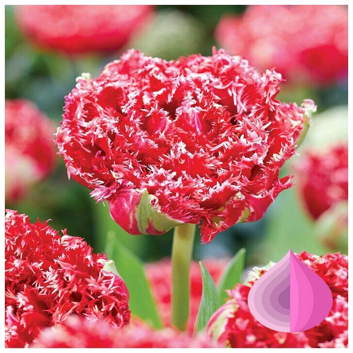 Tulip 'Color Burst'