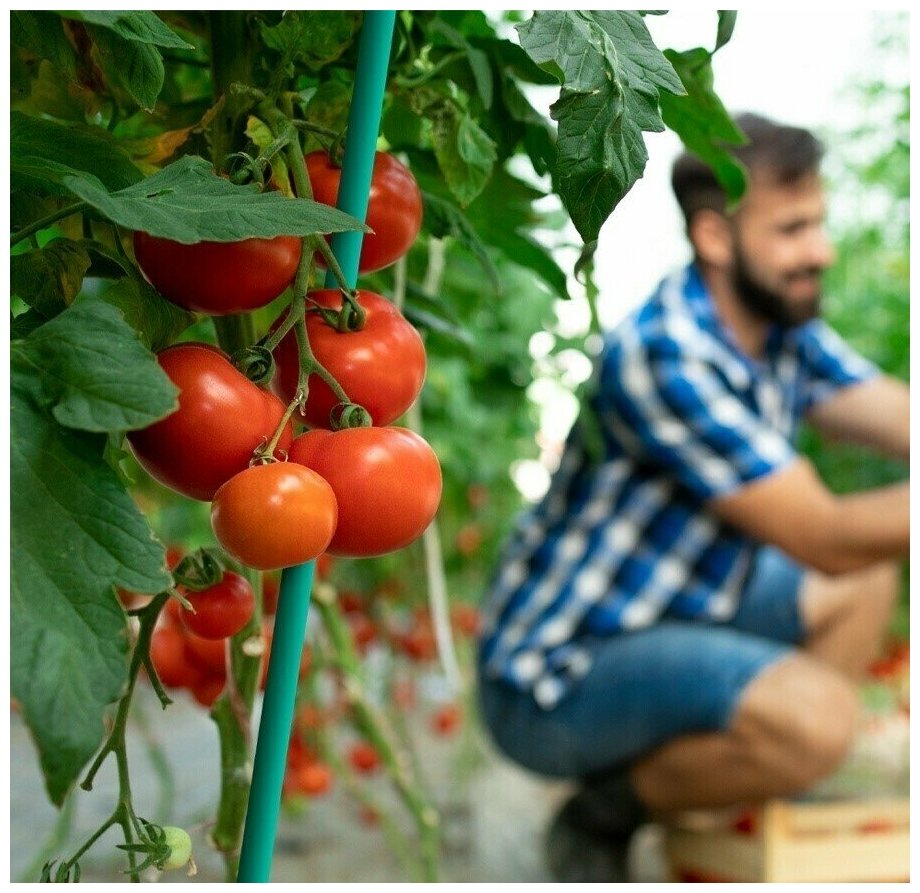 Набор колышков садовых для подвязки томатов, огурцов и других растений (10 шт. по 0,5м, D10мм). Колышки защищены от коррозии долговечным ПВХ-покрытием