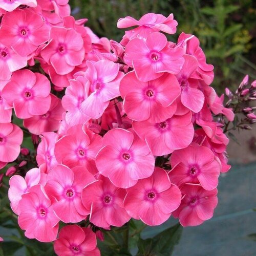 Флокс метельчатый Лариса 440₽