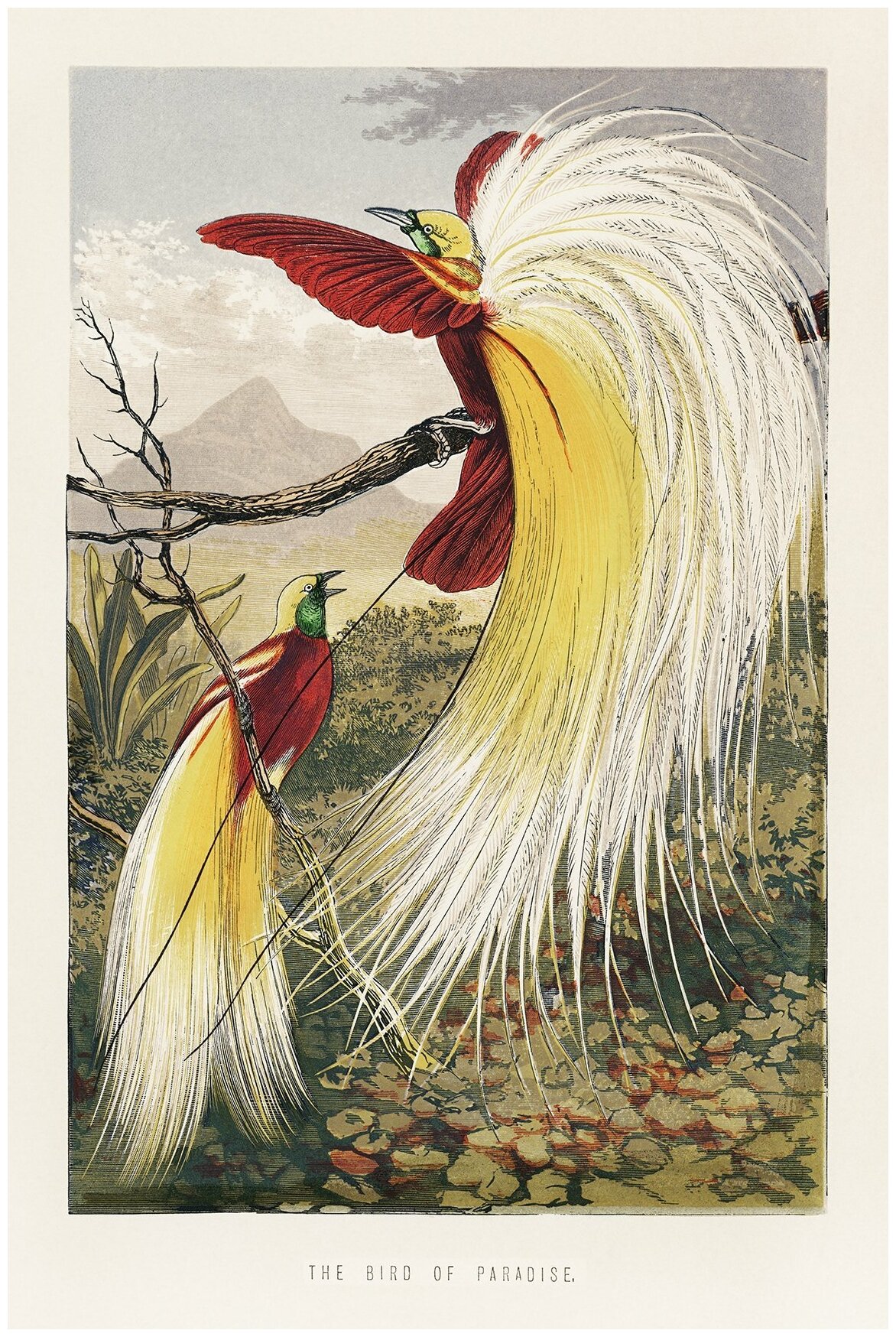 Постер / Плакат / Картина на холсте Две райские птицы