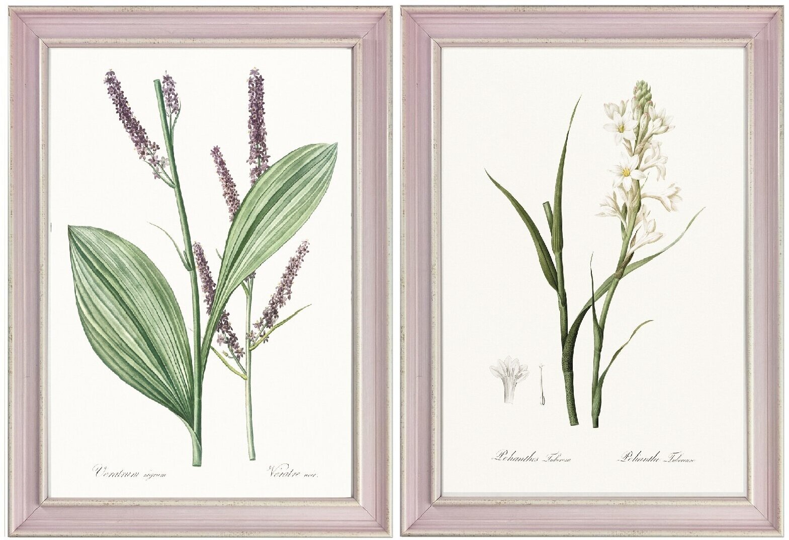 Набор картин в раме со стеклом "Ботаническая иллюстрация", 2 шт , 34 см на 25 см, картина / репродукция