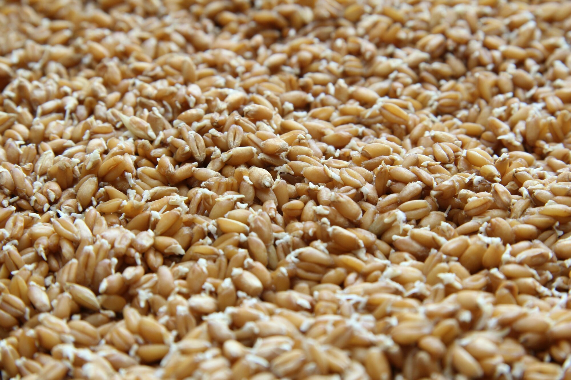Зерно пшеницы пророщенное целое, 200 гр. - фотография № 6