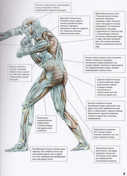 Анатомия Боя. Силовые упражнения для боевых искусств - фото №9