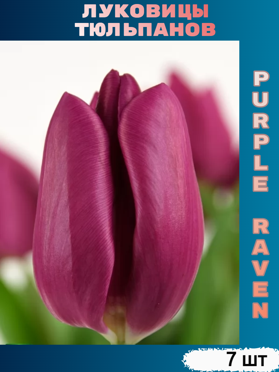 Луковицы тюльпана Purple Raven (7 шт)