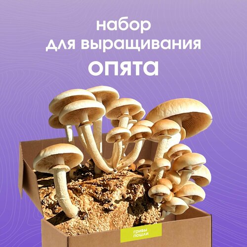 Набор для выращивания грибов Опята тополиные 1299₽