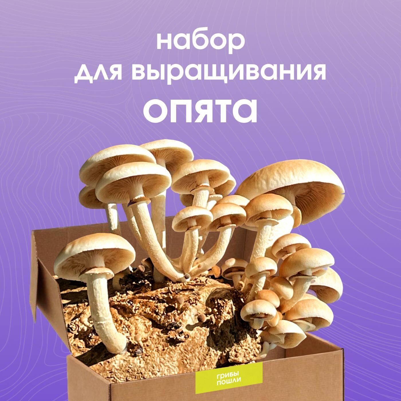 Набор для выращивания грибов. Опята тополиные