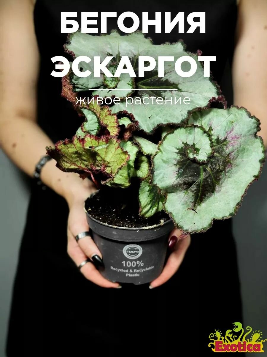 Бегония Рекс Эскаргот (Begonia Rex Escargot) D12см саженец