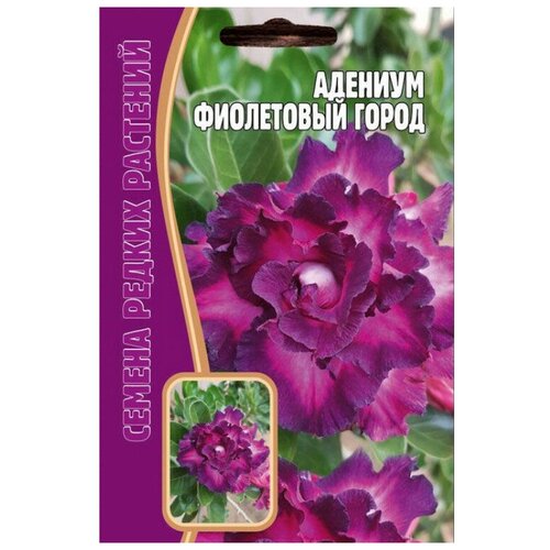 Семена Адениума "Фиолетовый город" (3 шт семян)