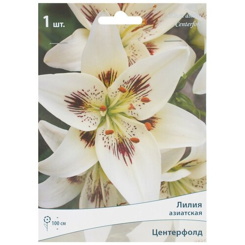 Лилия азиатская Центерфолд 1 шт