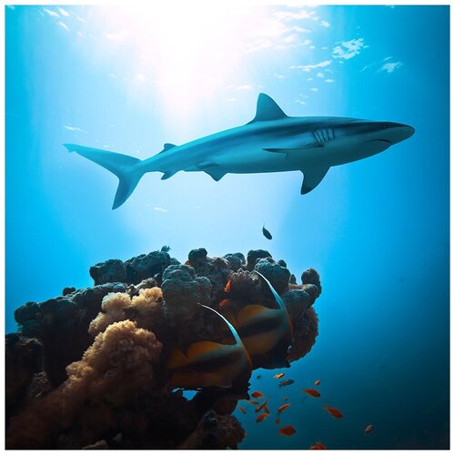 Фотообои Уютная стена Акула у кораллового рифа 270х270 см Виниловые Бесшовные (единым полотном)
