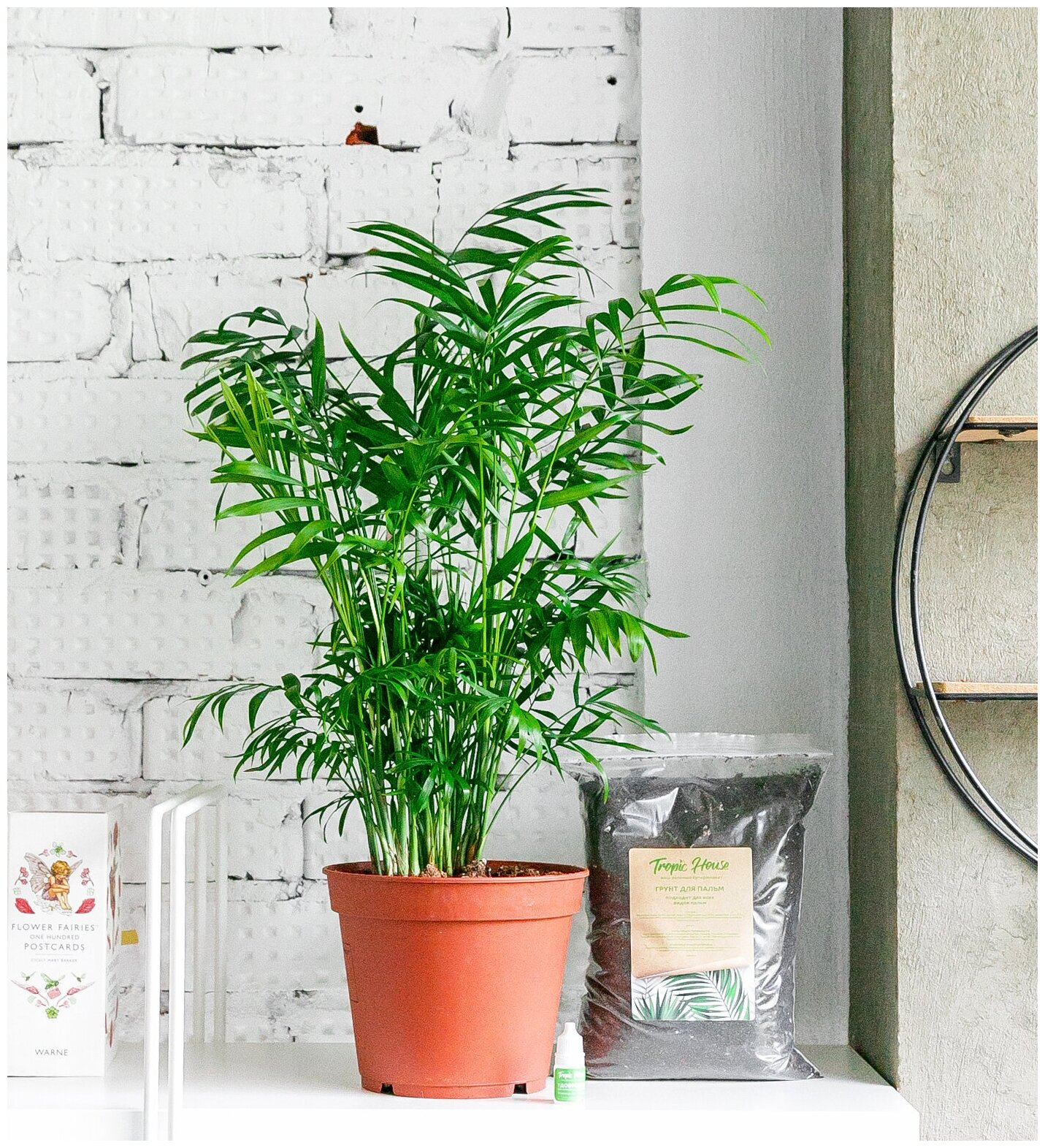 Комнатное растение Хамедорея Элеганс, высота 60 см. Грунт для пересадки в подарок