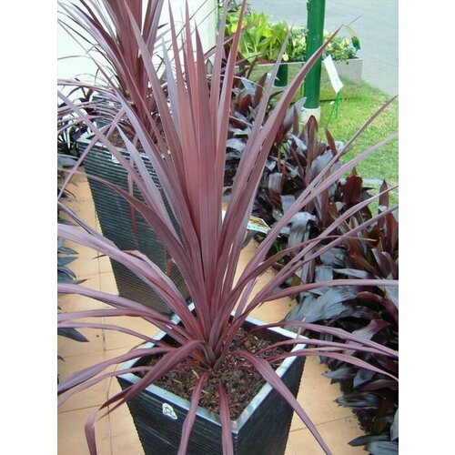 Семена Кордилина Обтекта Пурпурная 5шт. Пурпурная капустная пальма (Cordyline obtecta purpurea)