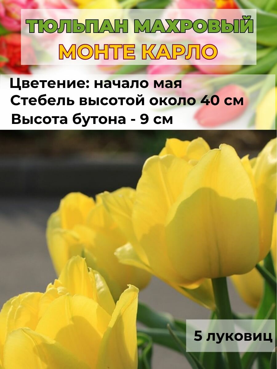 Тюльпан махровый , луковицы 5 штук