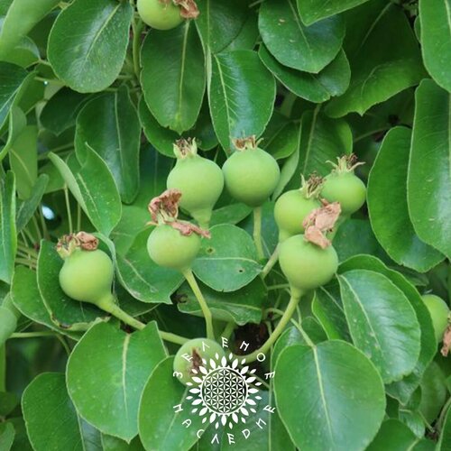 Семена Фейхоа - Акка Селлова (лат. Аcca sellowiаna) 25 шт от Green Legacy