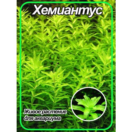 Хемиантус микрантемоидес (Hemianthus micranthemoides). Живое аквариумное растение.