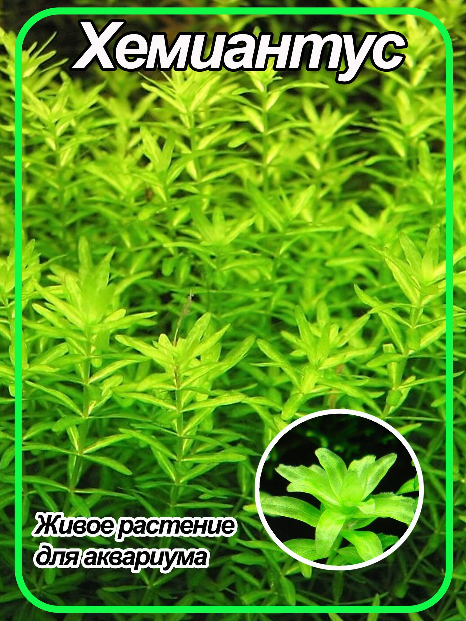 Хемиантус микрантемоидес (Hemianthus micranthemoides). Живое аквариумное растение. - фотография № 1