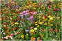 Цветочный газон Цветочная симфония (30 г)