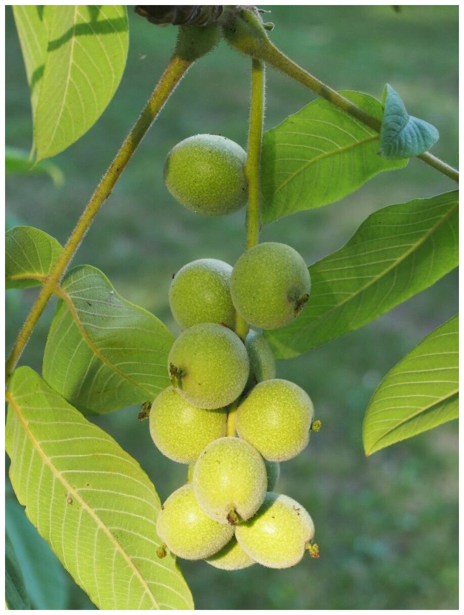 Семена Орех Сердцевидный морозостойкий (Juglans ailanthifolia cordiformis), 5 штук