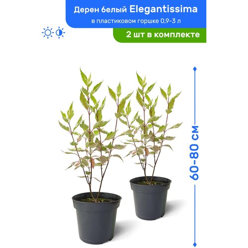 Дерен белый Элегантиссима 60-80 см в пластиковом горшке 1-3 л, саженец, лиственное живое растение, комплект из 2 шт
