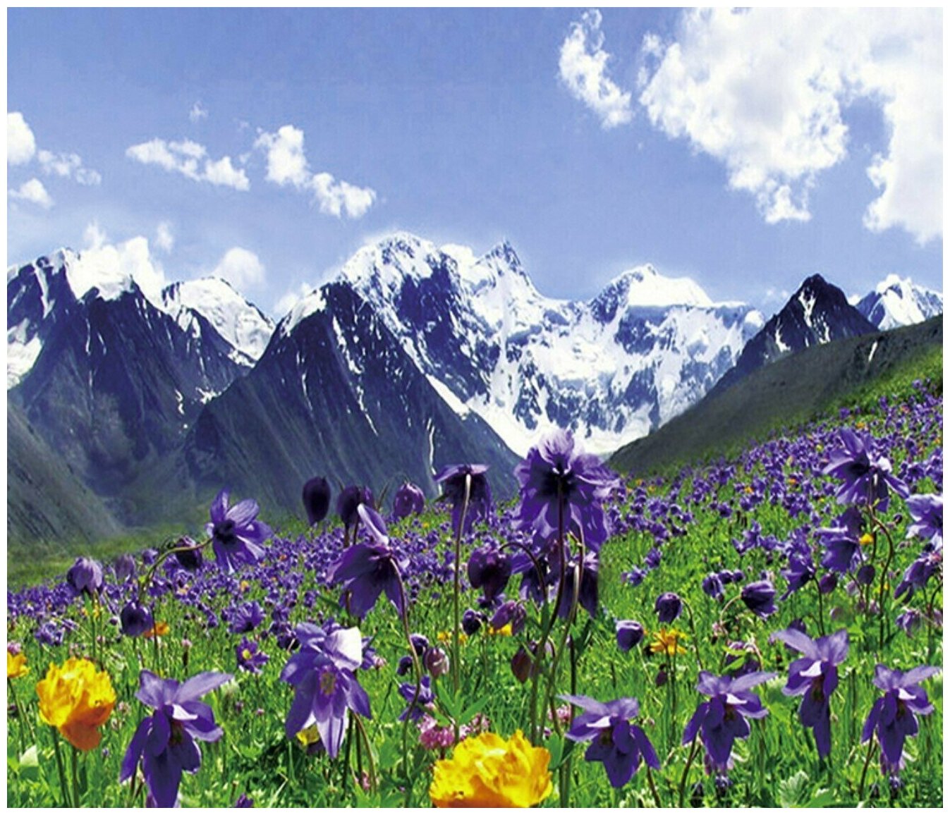 Алмазная мозаика на холсте с подрамником (картина стразами) 40х50 Цветы лютики на фоне алтайских гор