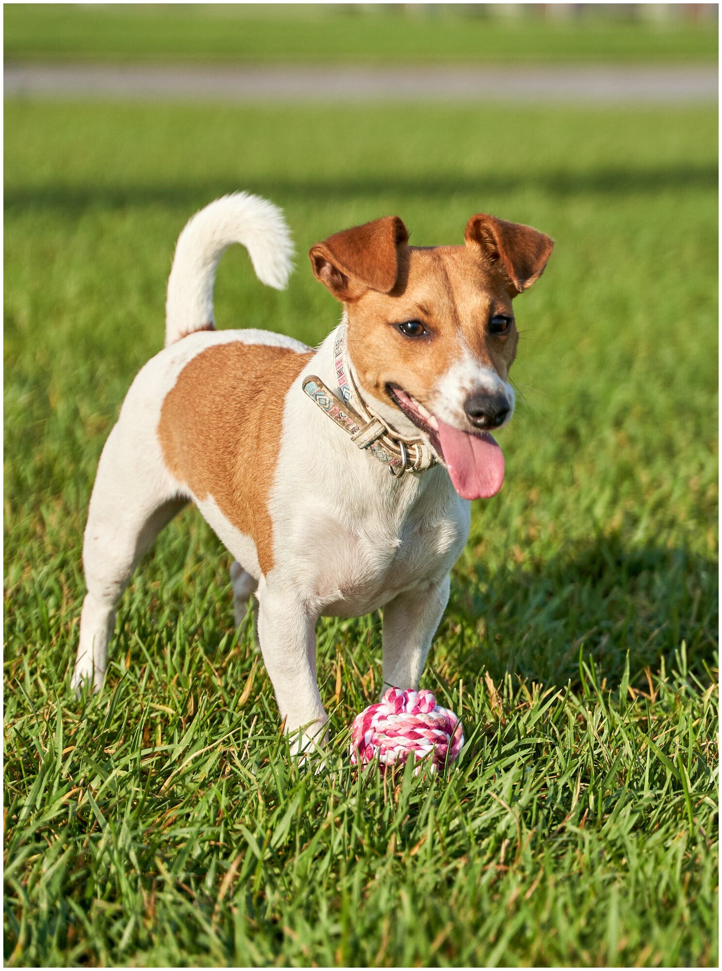 Игрушка для собак плетёный мяч Japan Premium Pet с интригующим ароматом и функцией чистки зубов, вкус клубника, размер SS - фотография № 5